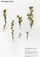 Gamochaeta oligantha [Imagen de galería: 29456]