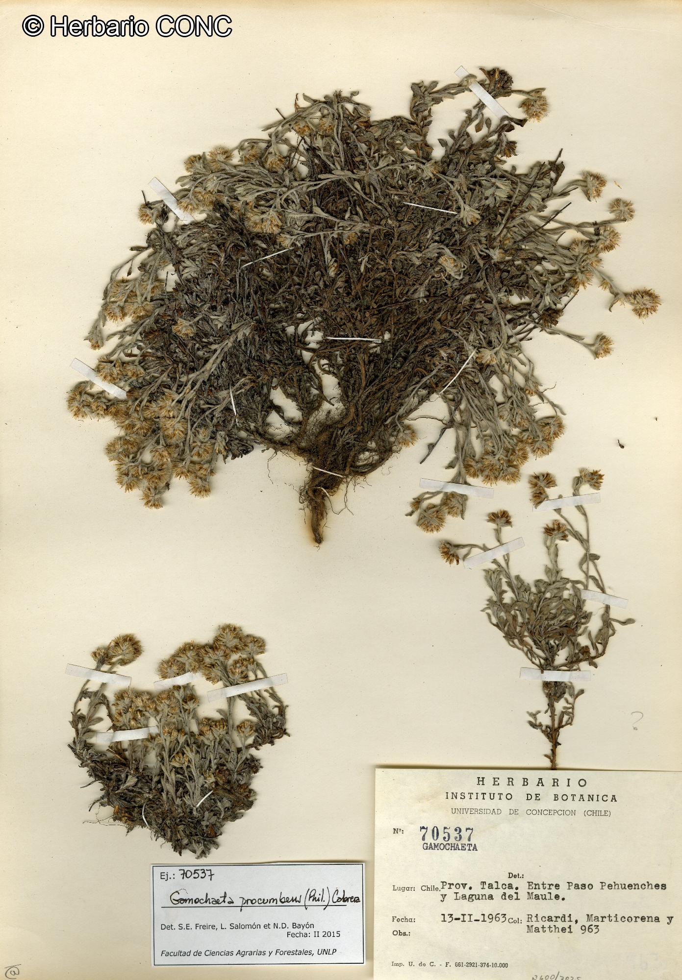 Gamochaeta procumbens [Imagen de galería: 29457]