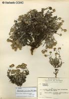 Gamochaeta procumbens [Imagen de galería: 29457]