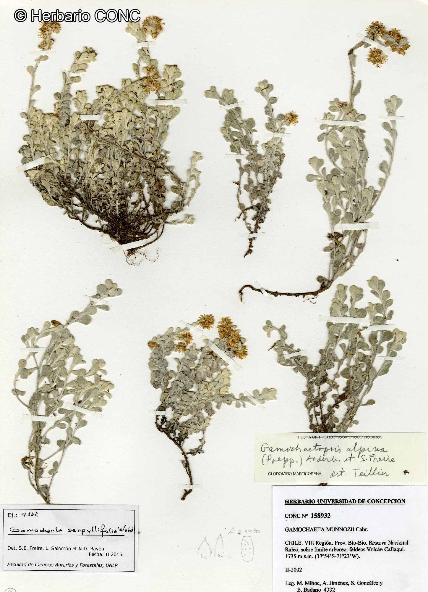 Gamochaeta serpyllifolia [Imagen de galería: 29458]