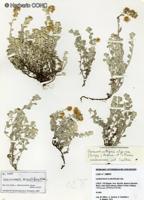 Gamochaeta serpyllifolia [Imagen de galería: 29458]