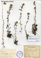 Gamochaeta simplicicaulis [Imagen de galería: 29459]