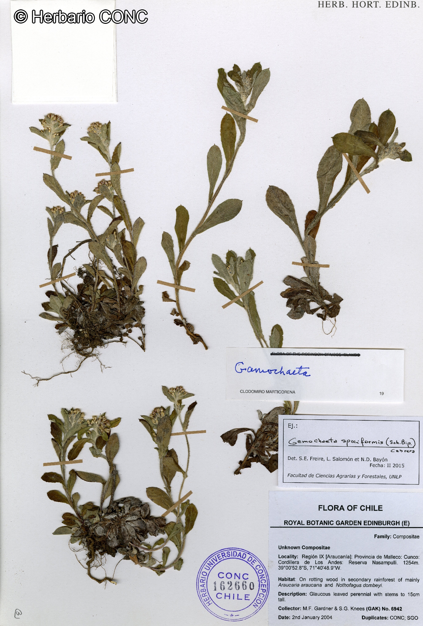 Gamochaeta spiciformis [Imagen de galería: 29460]