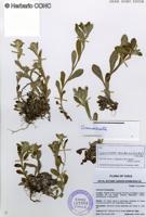 Gamochaeta spiciformis [Imagen de galería: 29460]