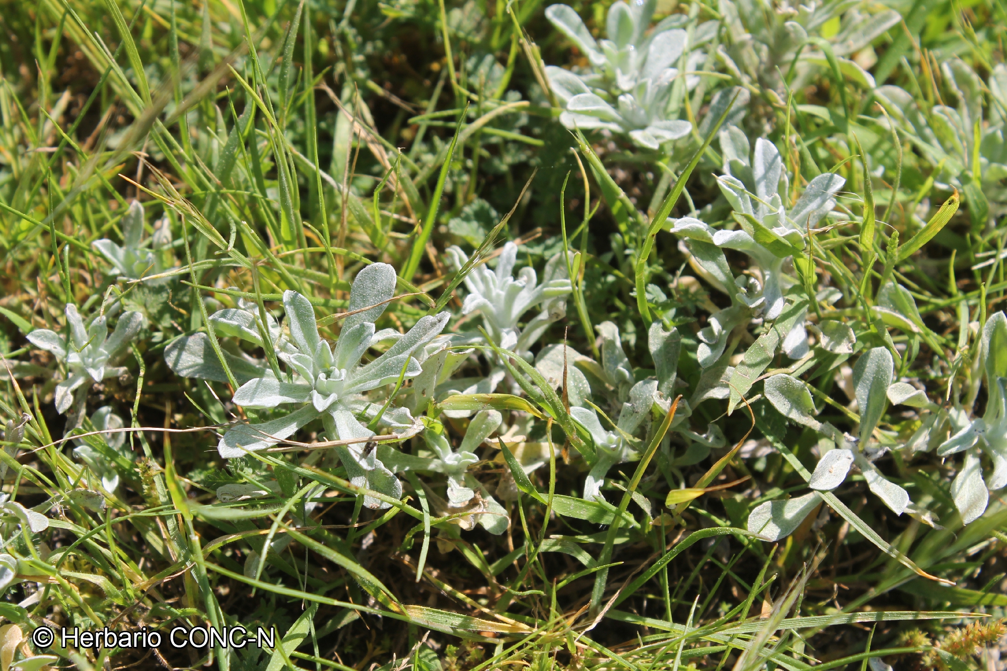 Gamochaeta stachydifolia [Imagen de galería: 29461]