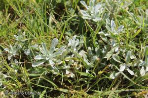 Gamochaeta stachydifolia [Imagen de galería: 29461]