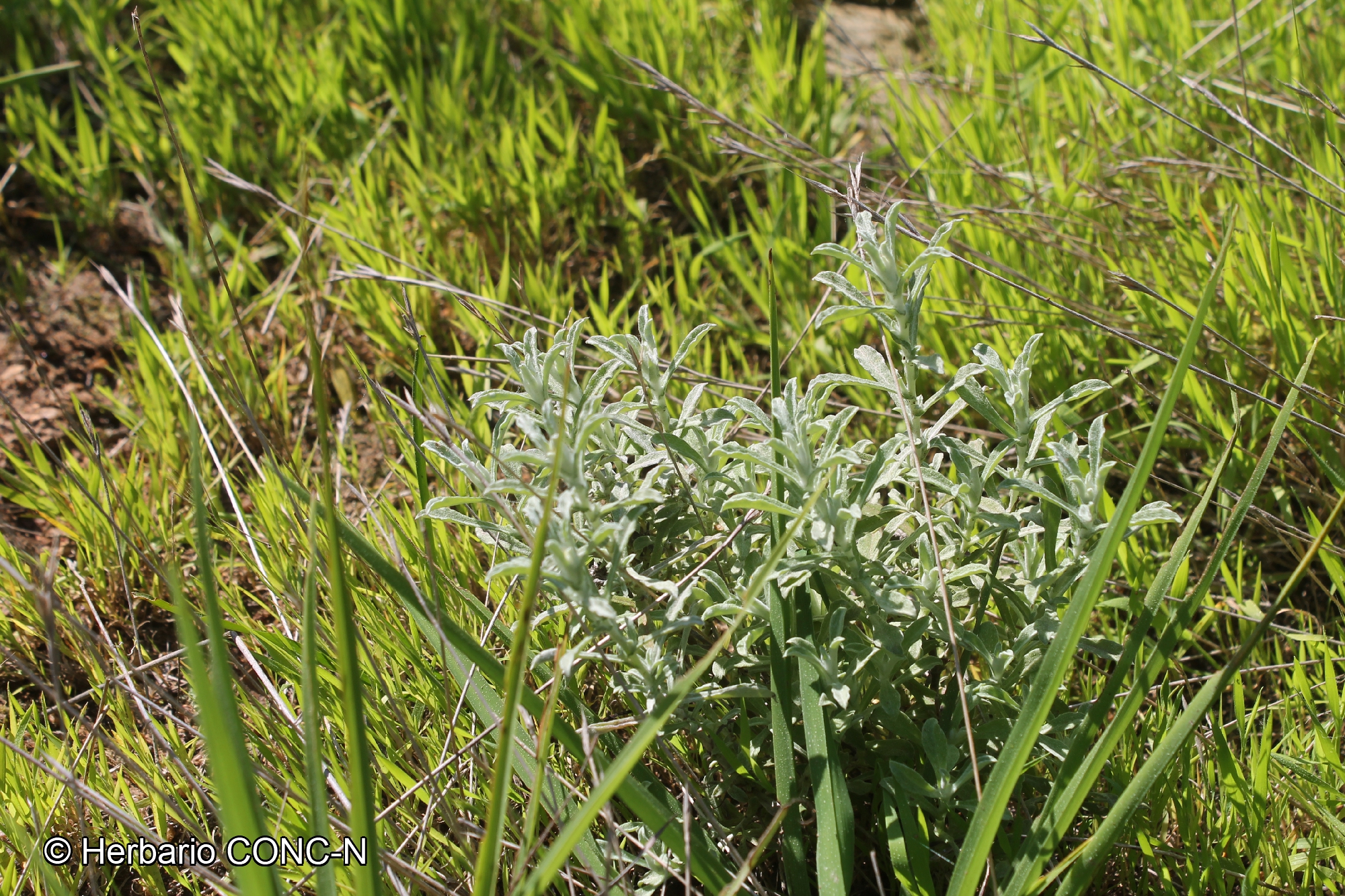 Gamochaeta stachydifolia [Imagen de galería: 29462]