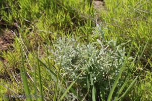Gamochaeta stachydifolia [Imagen de galería: 29462]
