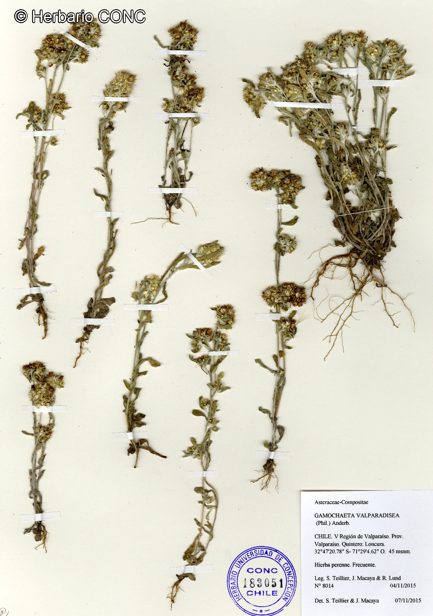 Gamochaeta valparadisea [Imagen de galería: 29463]