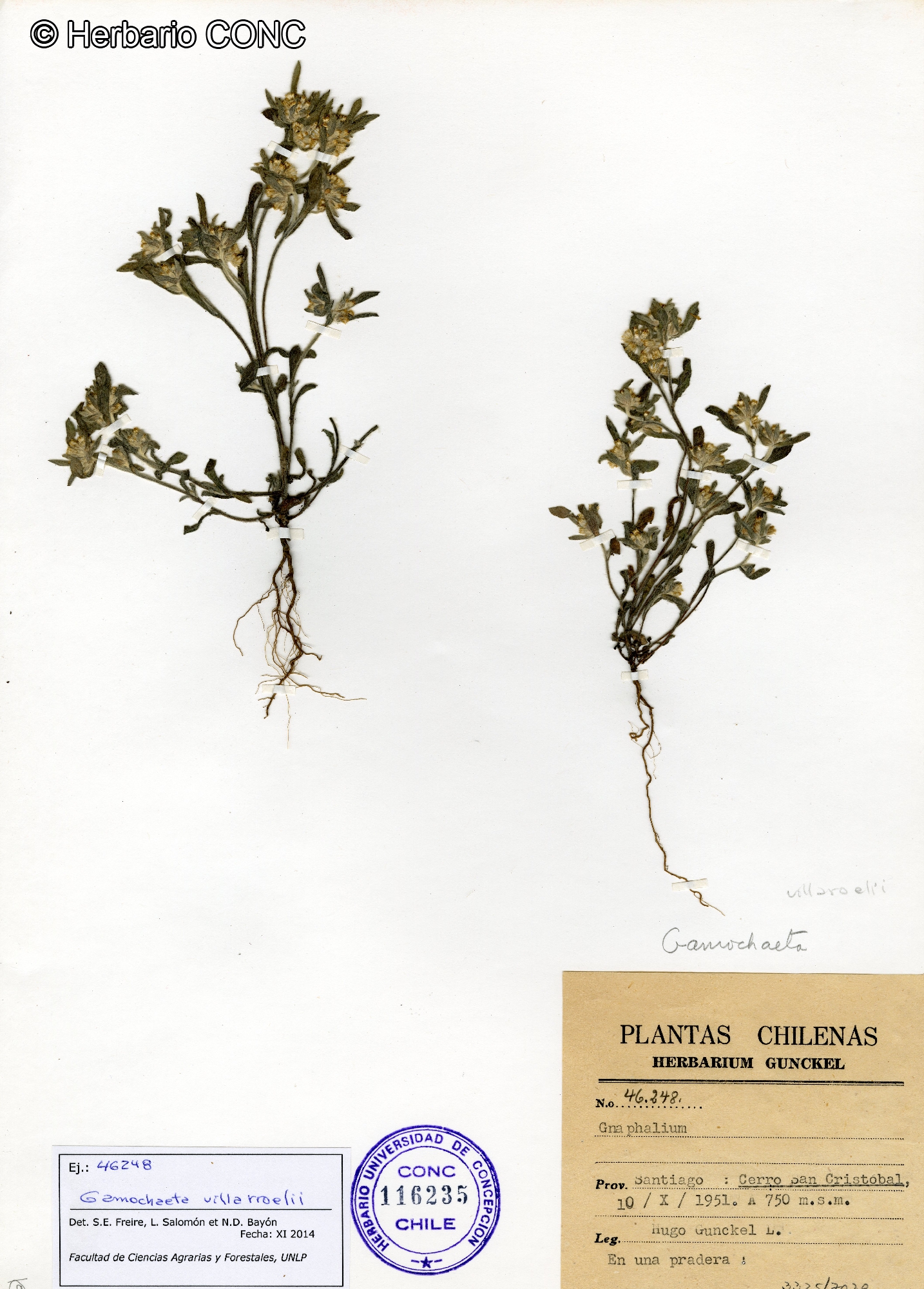 Gamochaeta villarroelii [Imagen de galería: 29464]