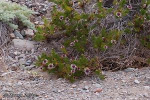 Gypothamnium pinifolium [Imagen de galería: 29487]