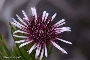 Gypothamnium pinifolium [Imagen de galería: 29488]