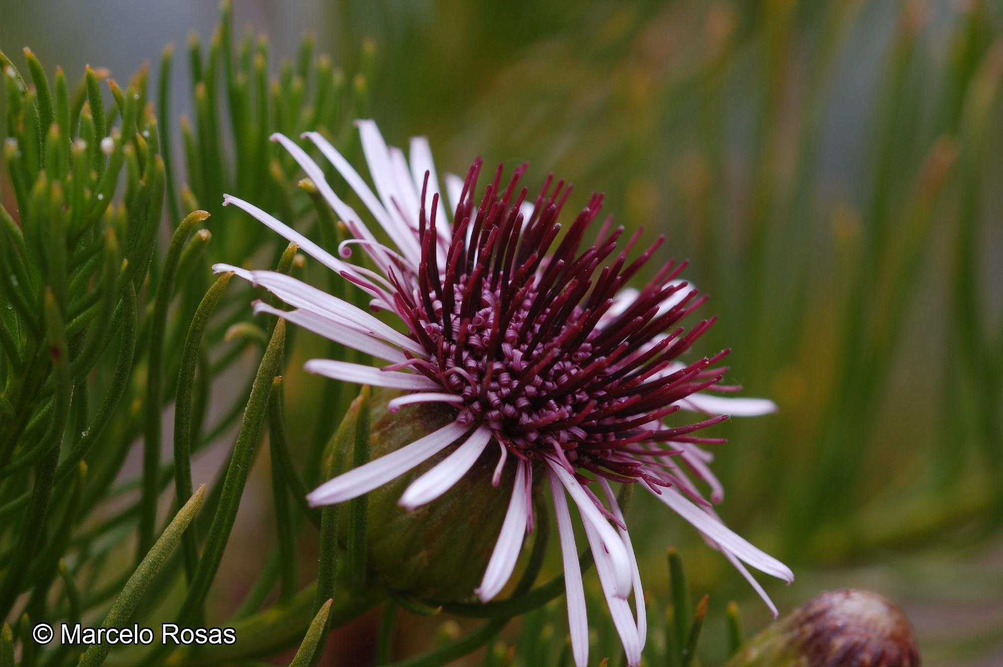 Gypothamnium pinifolium [Imagen de galería: 29489]