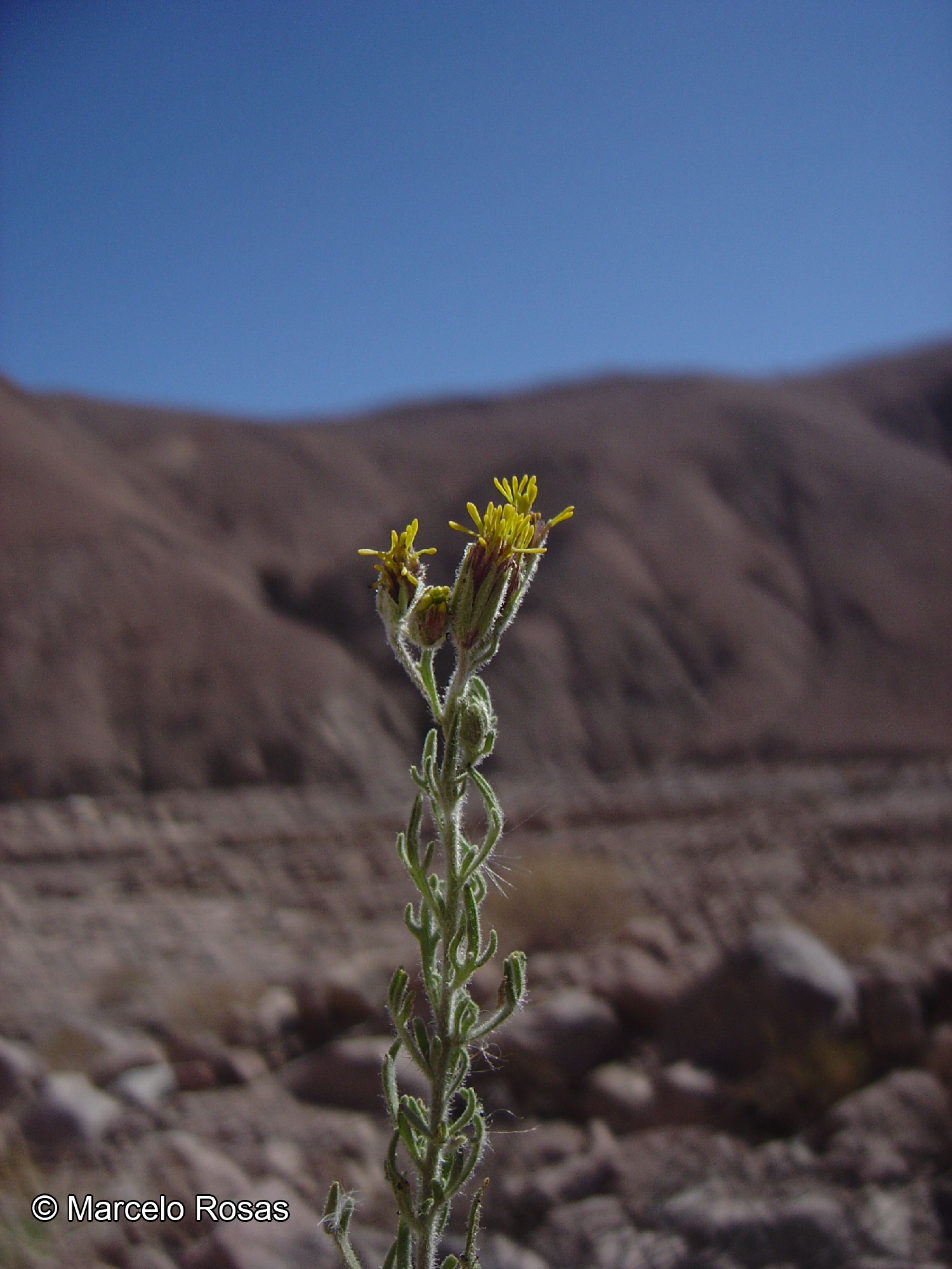 Helogyne apaloidea [Imagen de galería: 29566]
