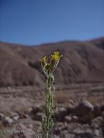 Helogyne apaloidea [Imagen de galería: 29566]