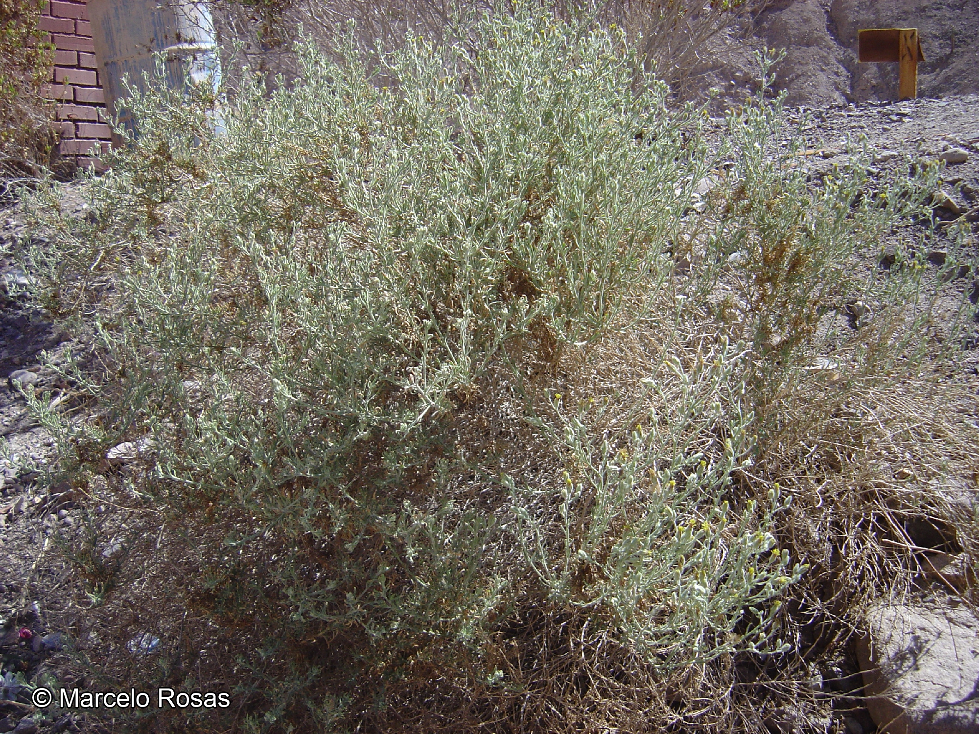 Helogyne apaloidea [Imagen de galería: 29567]