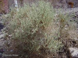 Helogyne apaloidea [Imagen de galería: 29567]