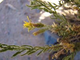 Helogyne macrogyne [Imagen de galería: 29568]