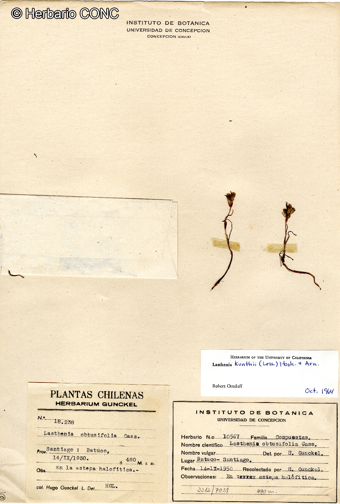 Lasthenia kunthii [Imagen de galería: 29597]