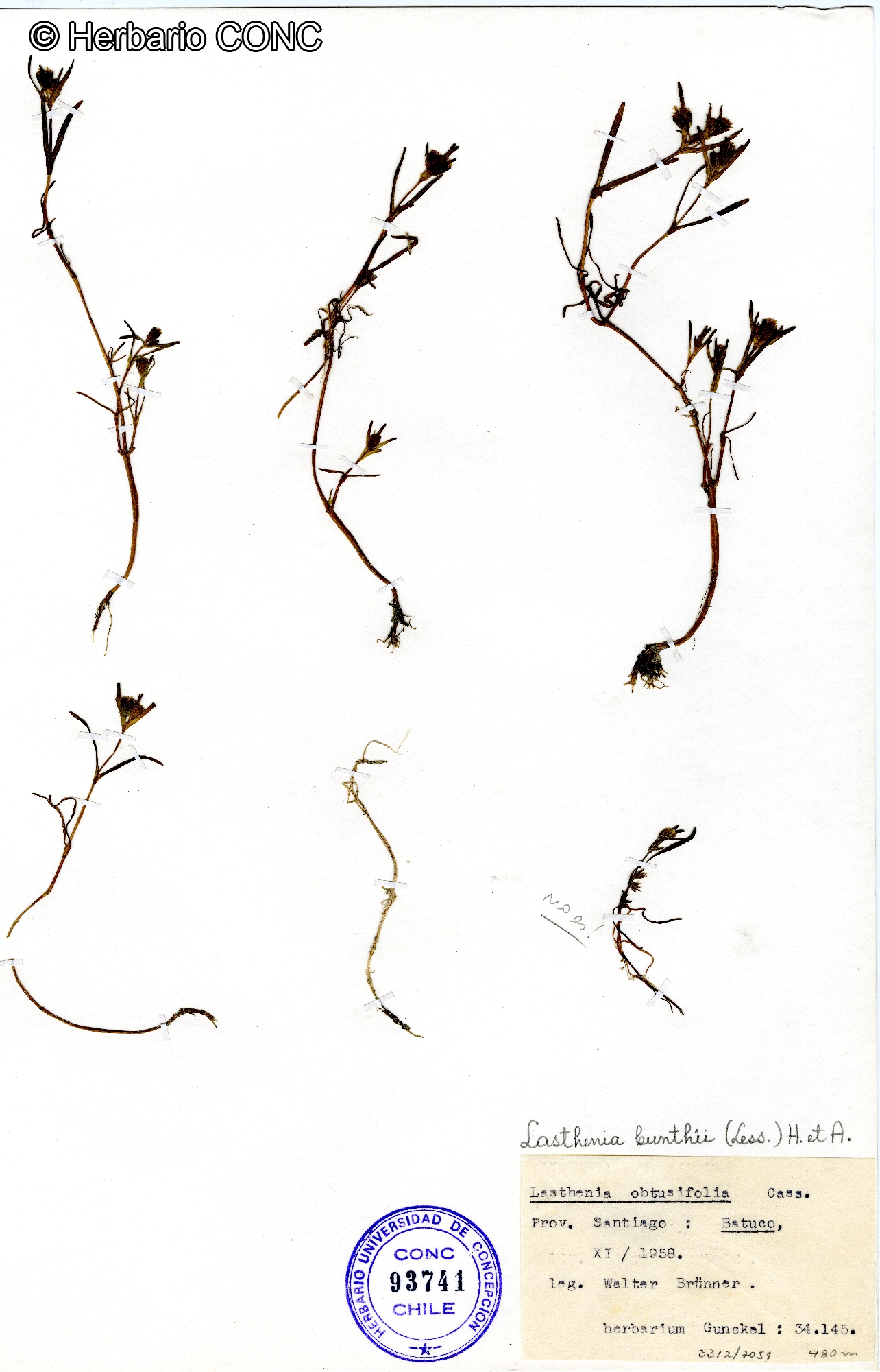 Lasthenia kunthii [Imagen de galería: 29606]