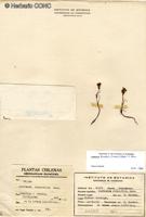 Lasthenia kunthii [Imagen de galería: 29597]