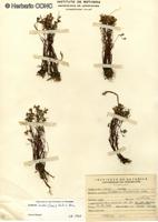 Lasthenia kunthii [Imagen de galería: 29598]