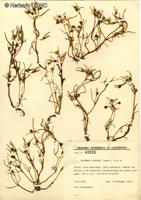 Lasthenia kunthii [Imagen de galería: 29599]