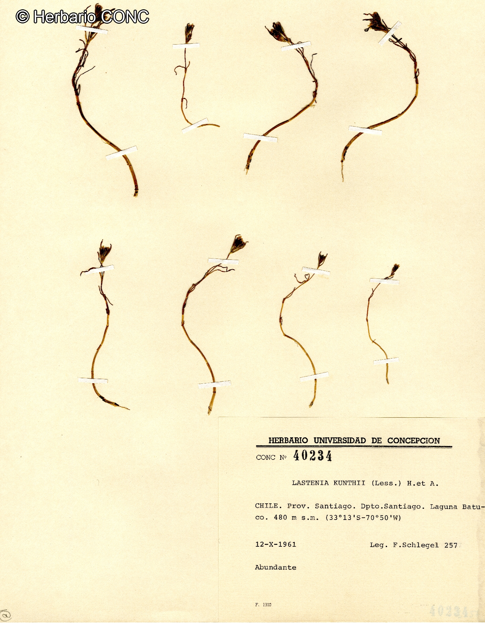 Lasthenia kunthii [Imagen de galería: 29600]