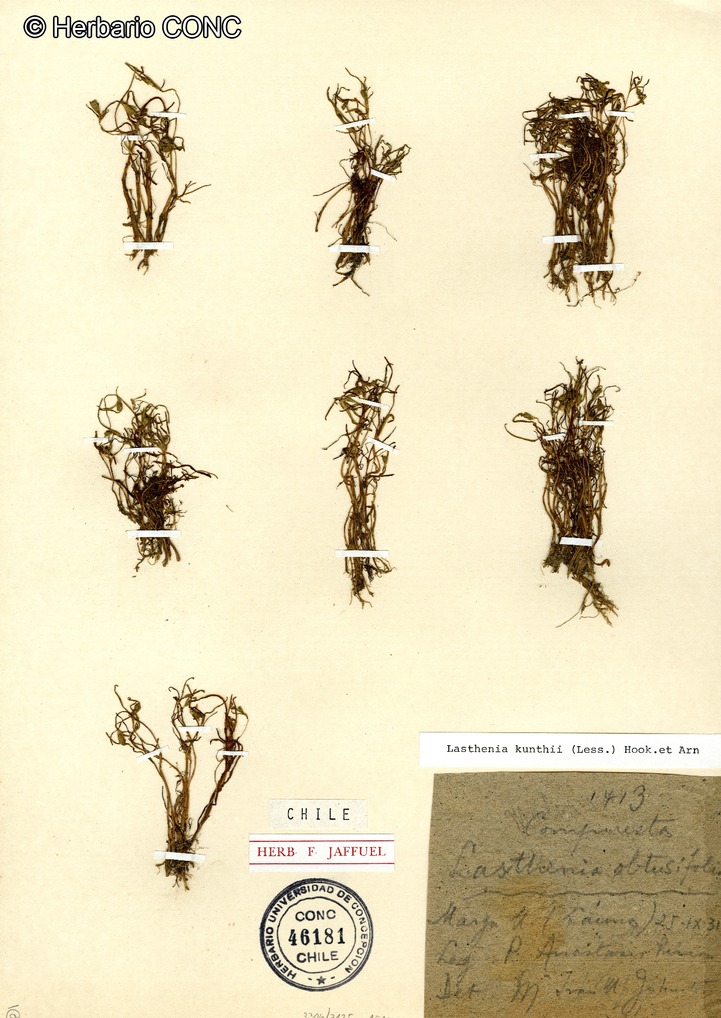 Lasthenia kunthii [Imagen de galería: 29601]