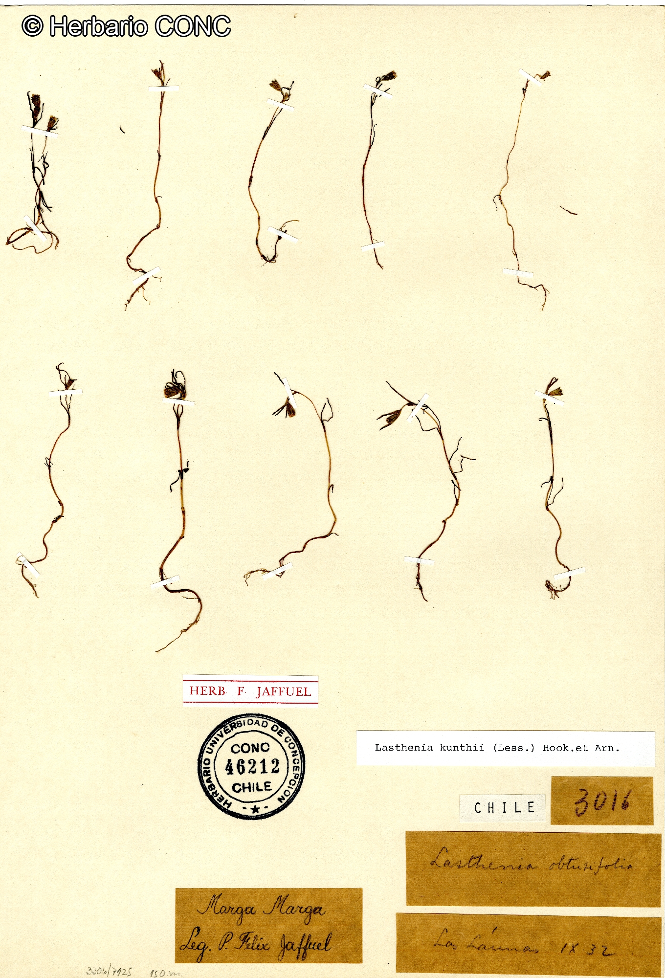 Lasthenia kunthii [Imagen de galería: 29602]