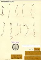 Lasthenia kunthii [Imagen de galería: 29602]