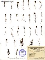 Lasthenia kunthii [Imagen de galería: 29603]