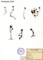 Lasthenia kunthii [Imagen de galería: 29604]