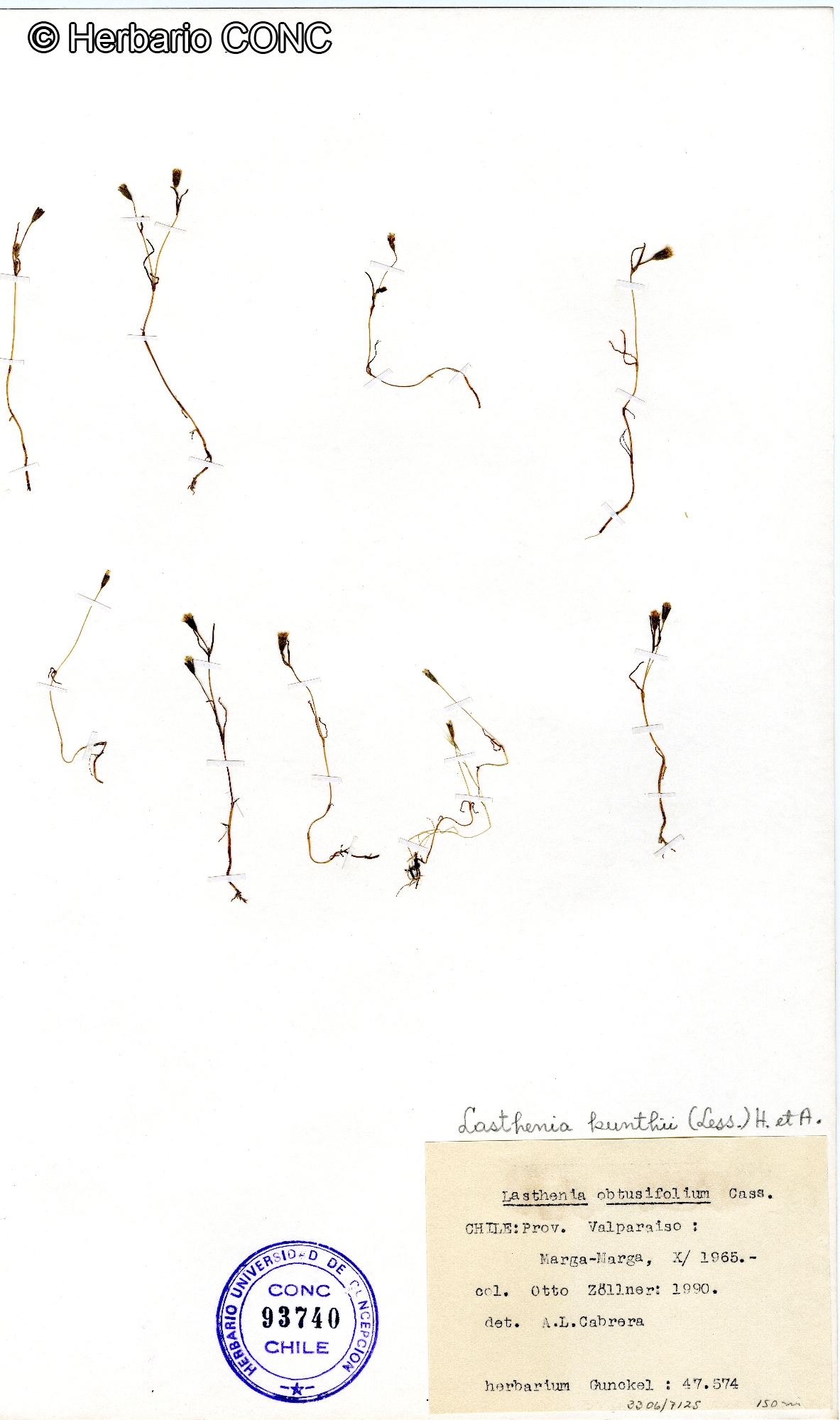 Lasthenia kunthii [Imagen de galería: 29605]