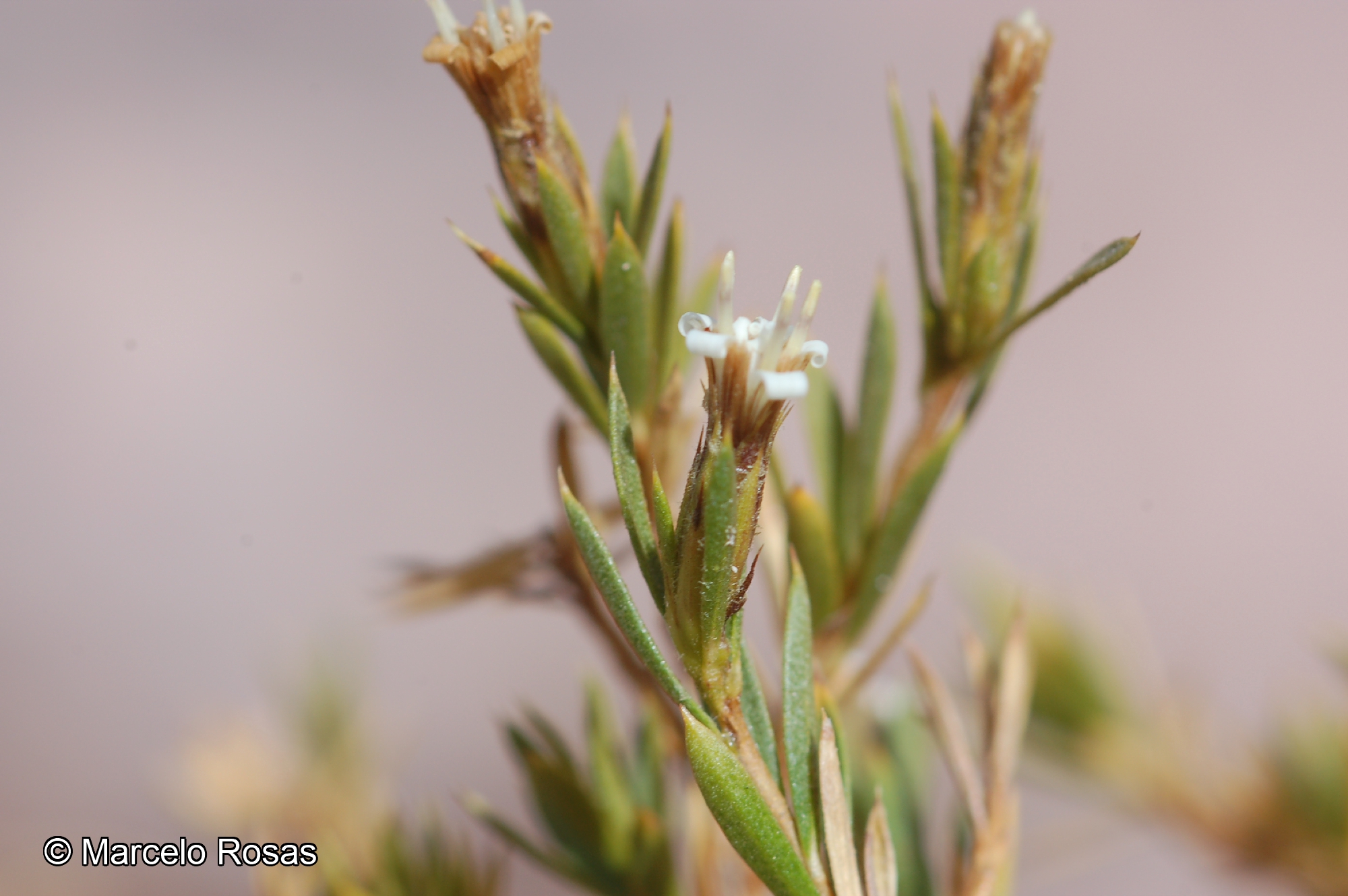 Lophopappus foliosus [Imagen de galería: 29654]