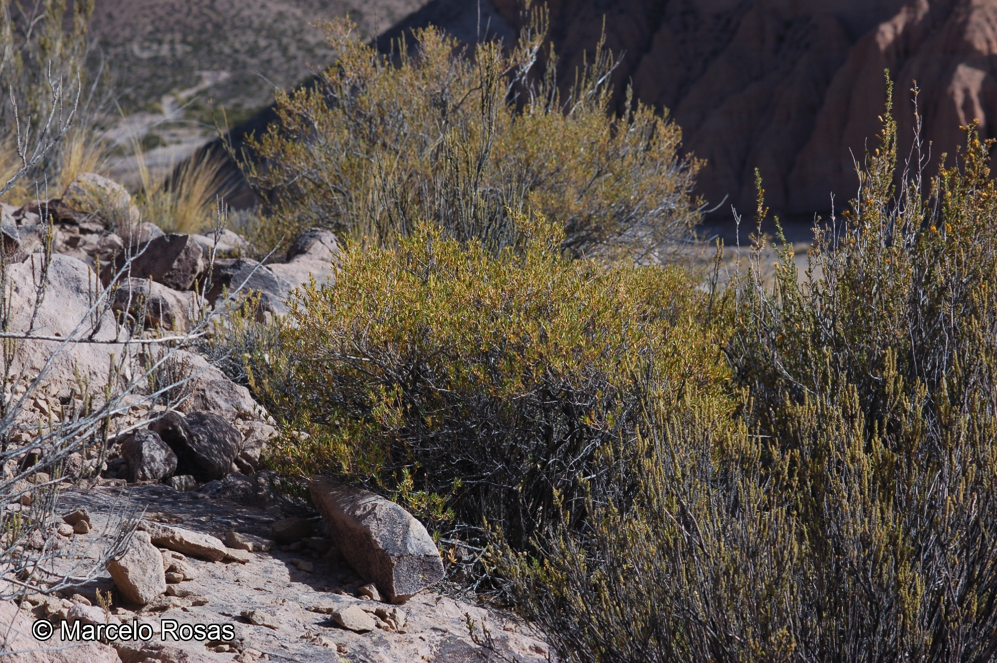 Lophopappus foliosus [Imagen de galería: 29655]