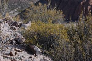 Lophopappus foliosus [Imagen de galería: 29655]