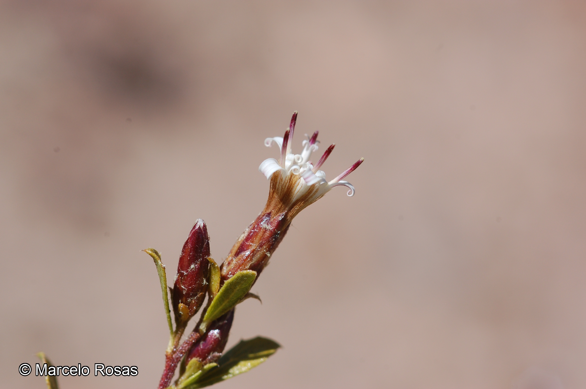 Lophopappus tarapacanus [Imagen de galería: 29656]