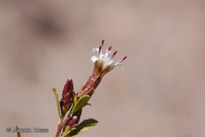 Lophopappus tarapacanus [Imagen de galería: 29656]