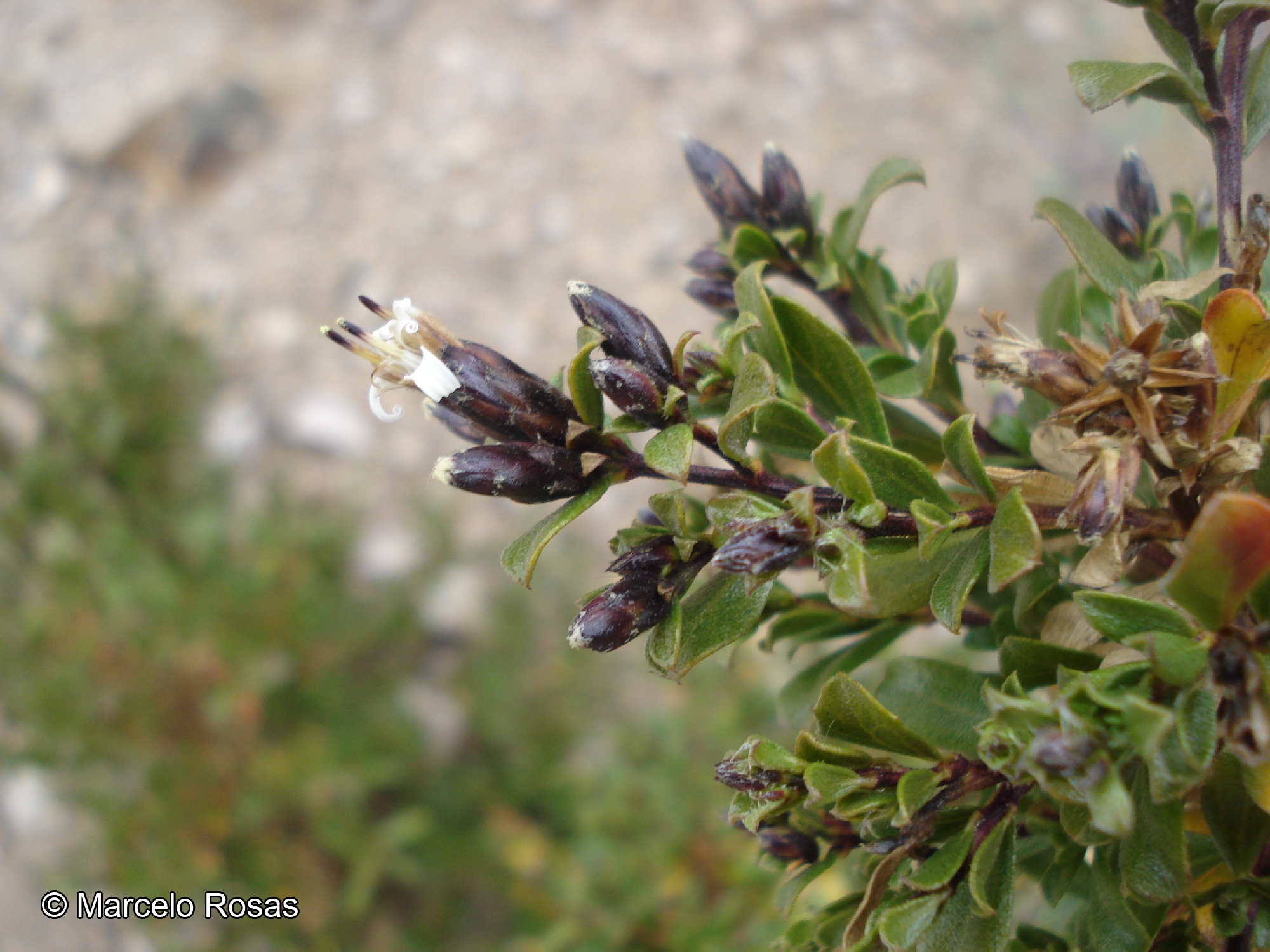 Lophopappus tarapacanus [Imagen de galería: 29657]
