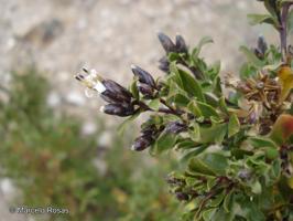 Lophopappus tarapacanus [Imagen de galería: 29657]
