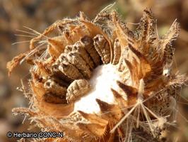 Madia chilensis [Imagen de galería: 29658]