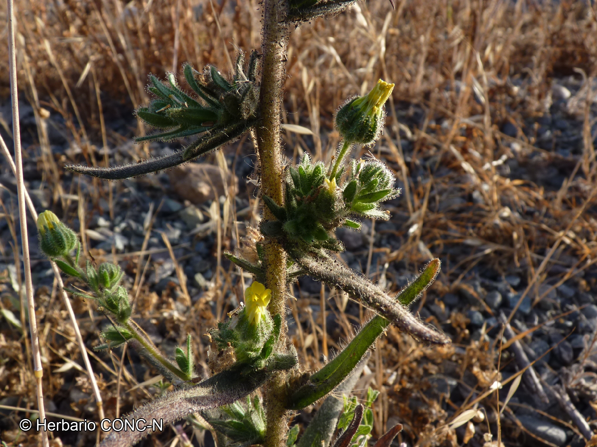 Madia chilensis [Imagen de galería: 29659]