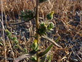Madia chilensis [Imagen de galería: 29659]