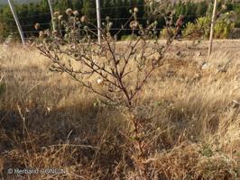Madia chilensis [Imagen de galería: 29660]