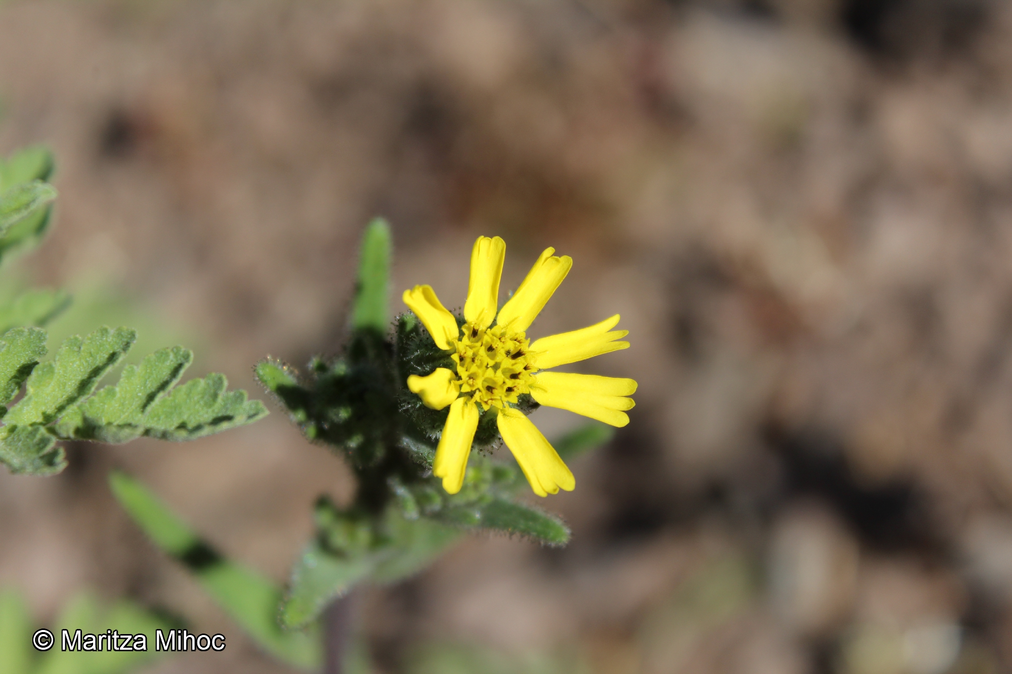 Madia sativa [Imagen de galería: 29661]