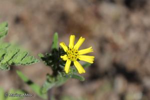 Madia sativa [Imagen de galería: 29661]