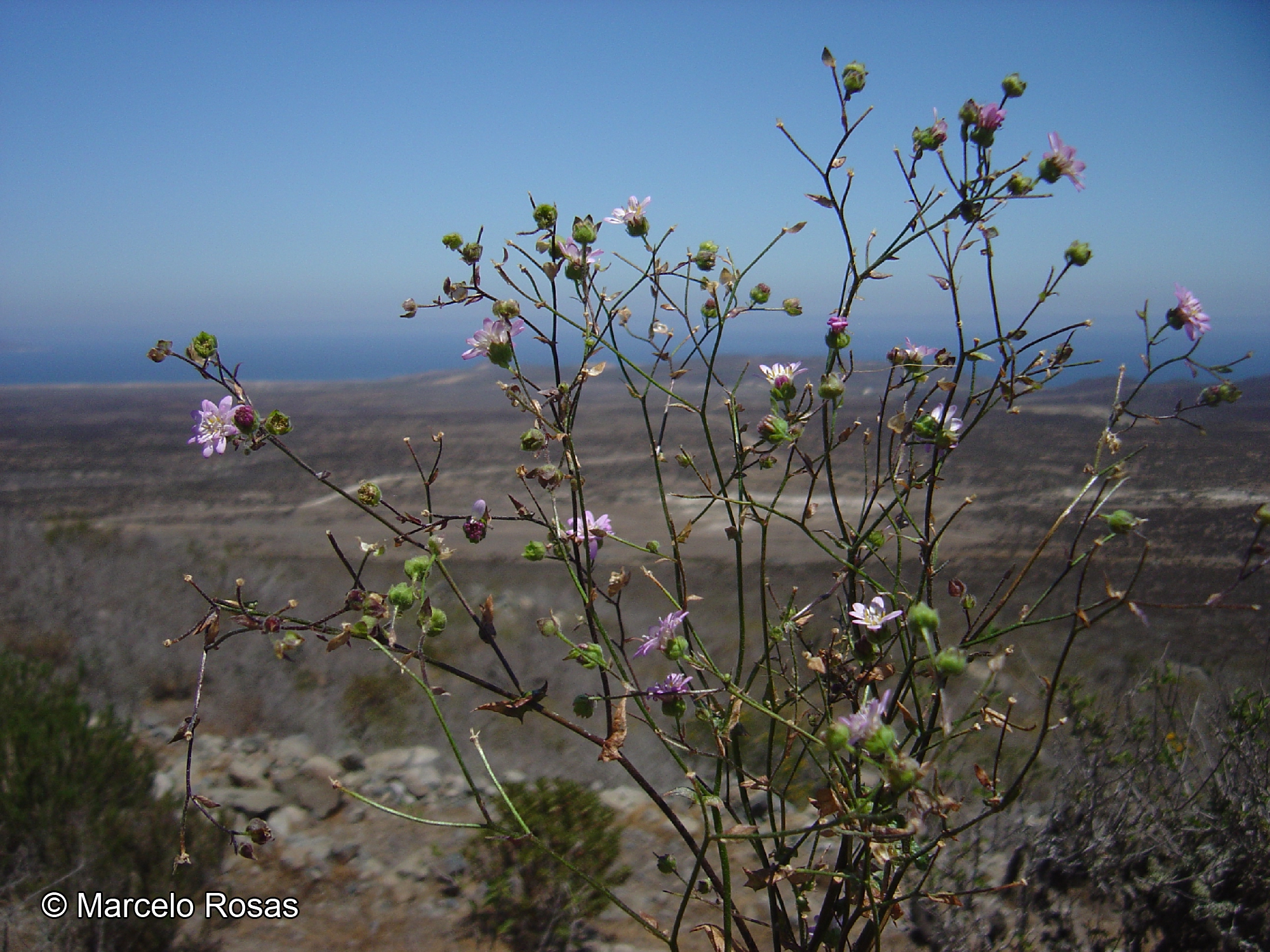 Moscharia pinnatifida [Imagen de galería: 29670]