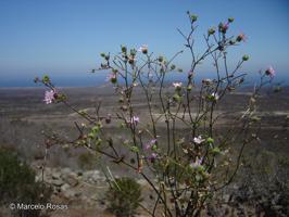 Moscharia pinnatifida [Imagen de galería: 29670]