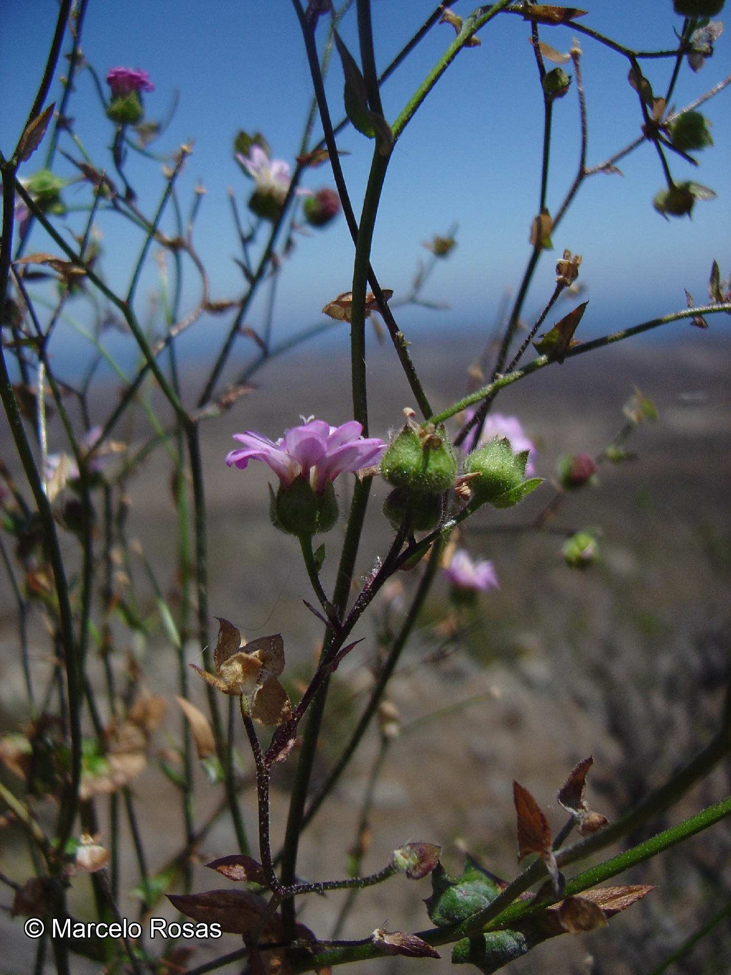 Moscharia pinnatifida [Imagen de galería: 29671]
